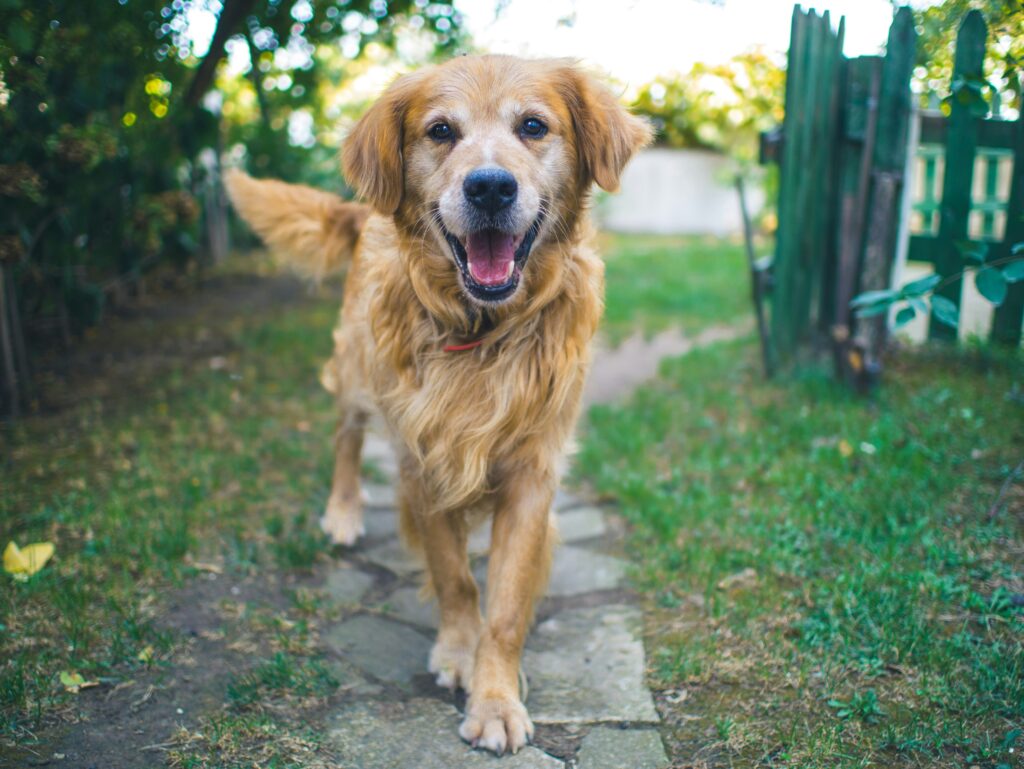 Body sprays voor honden: Luxe Verzorging voor honden