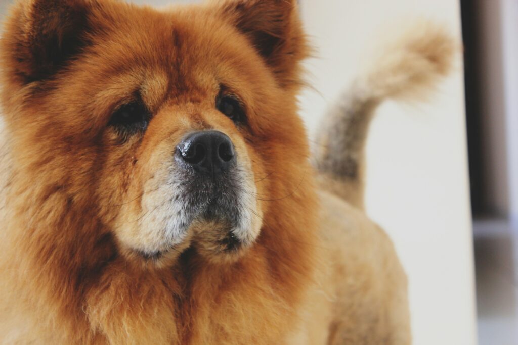 Voordelen van curcuma in feed supplements voor dieren