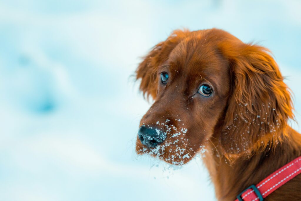 Private label Eye and Ear Cleaner for dogs: essential care for sensitive areas