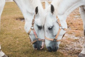 NOR-Grape voor paarden: ondersteuning bij oxidatieve stress