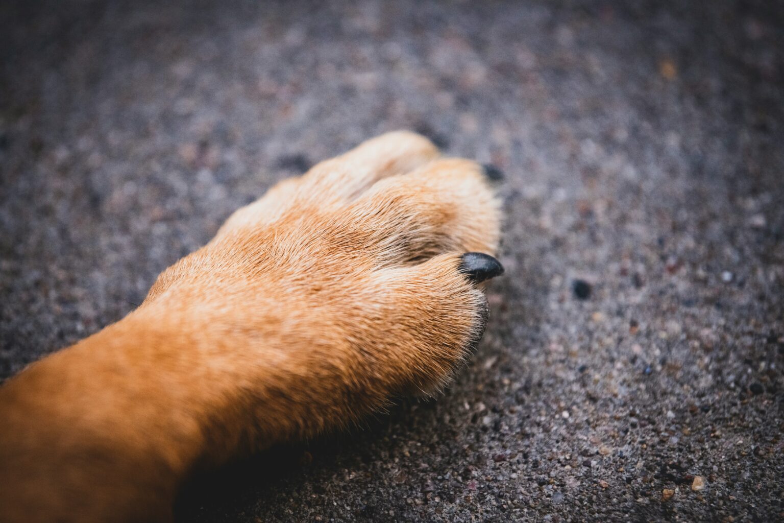 Innovative protection for dog paws thanks to Nutriliq