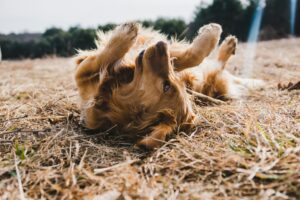 Gewrichtssupplementen voor honden