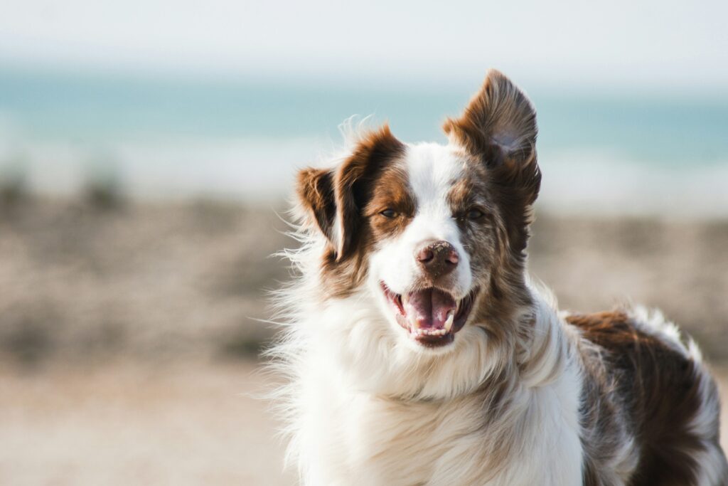 Body sprays voor honden: Luxe Verzorging voor honden