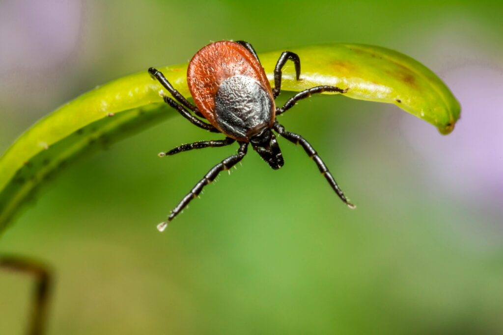 Tick & Flea Spray for dogs