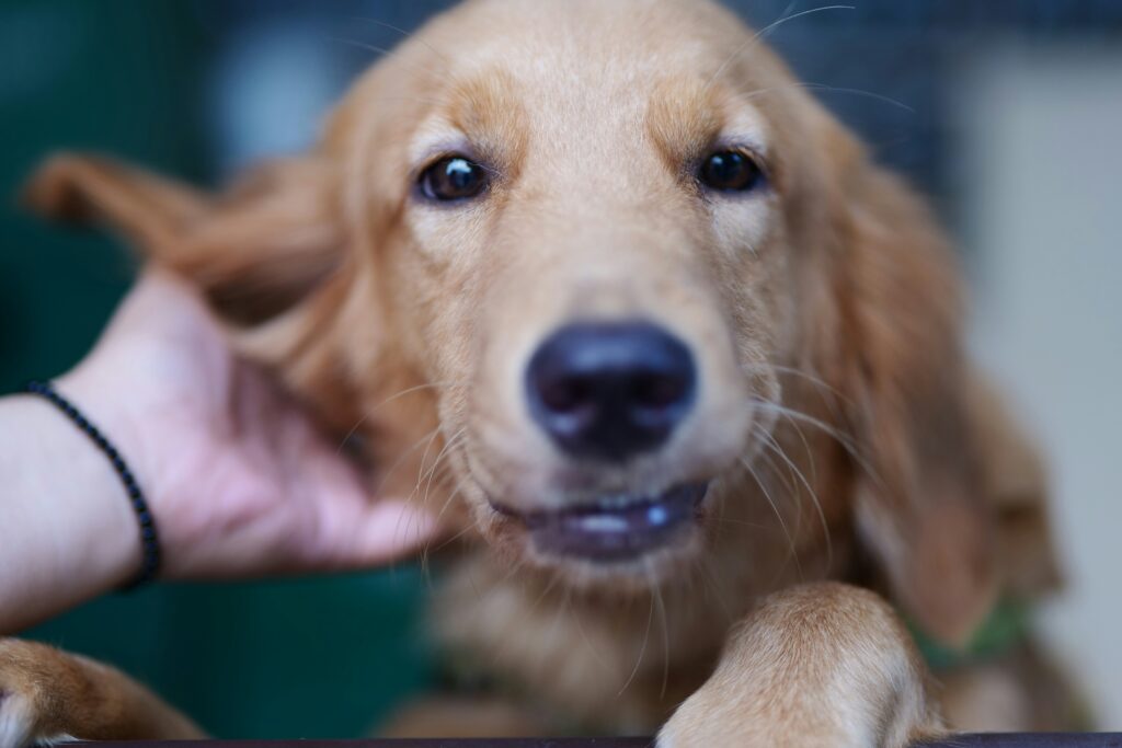 Anti-jeuk spray voor honden: Een must-have voor huisdiermerken