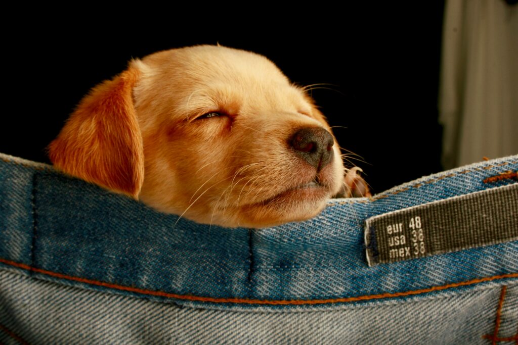 Functionele calming chews voor honden