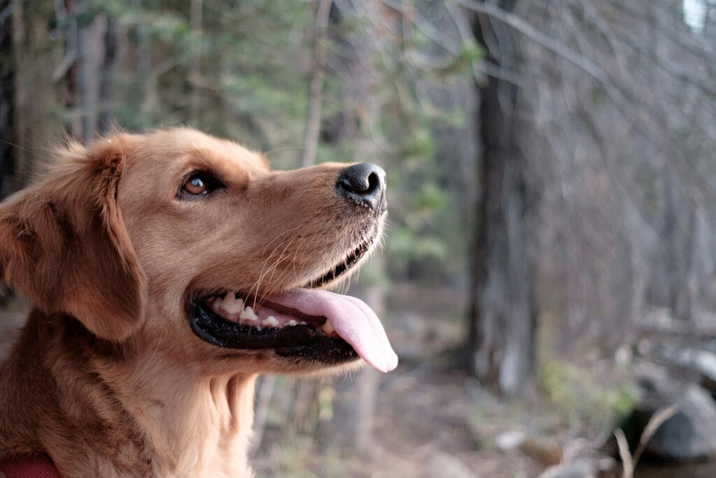 functionele digestion chews voor honden