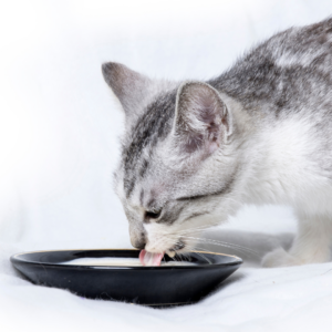 Hydratatieondersteuning voor katten