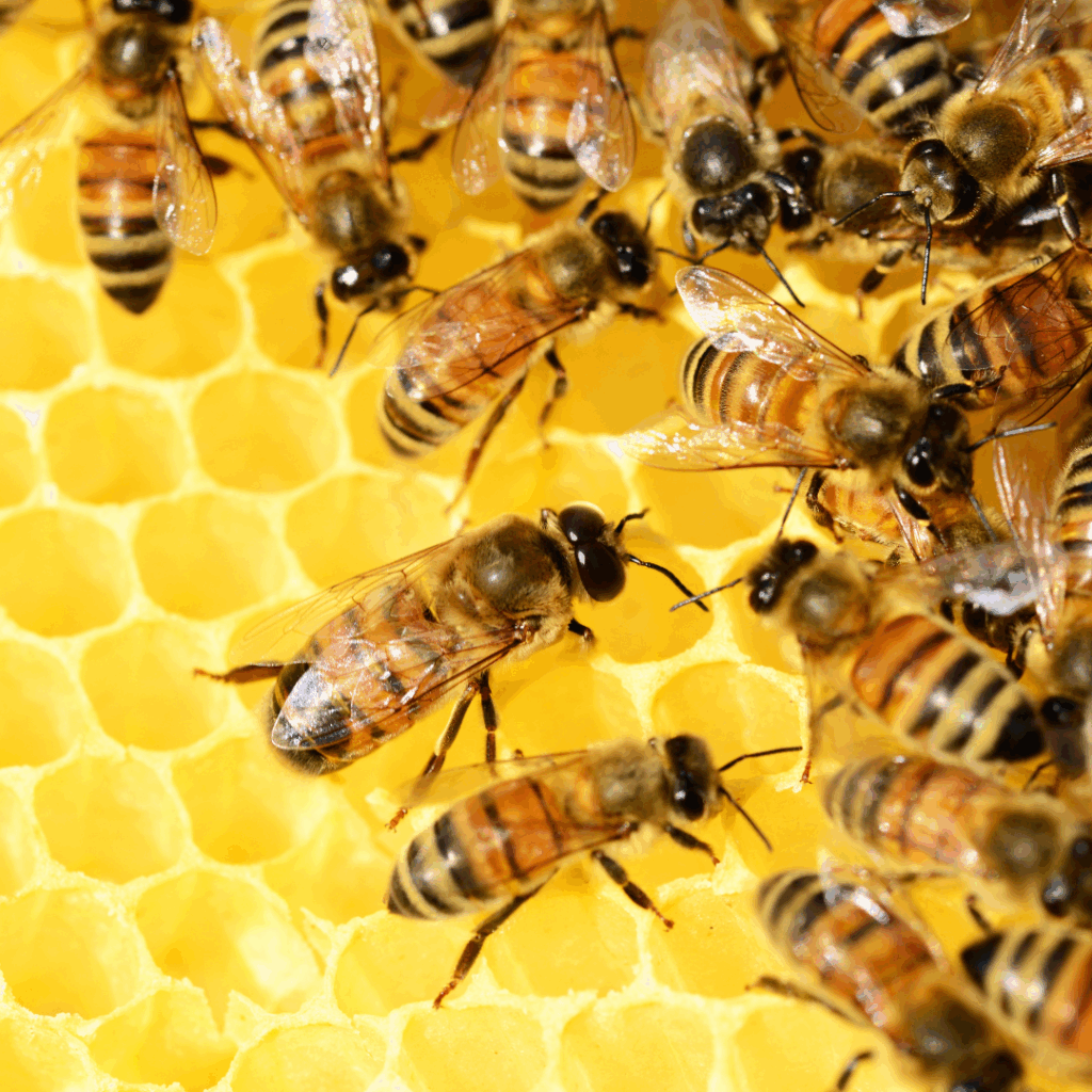 Honing in dierensupplementen en cosmetica