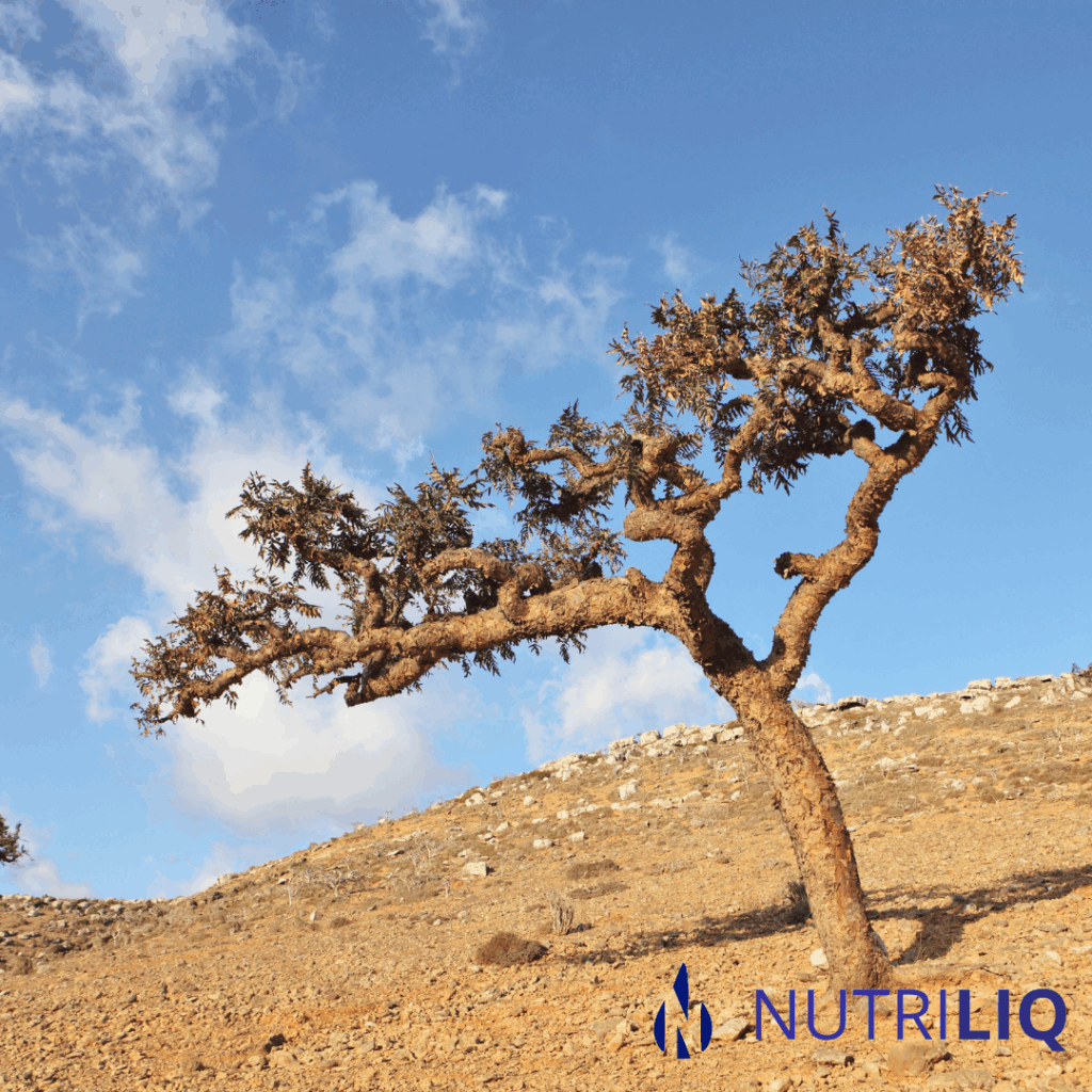 Boswellia voor dieren