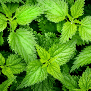 Urtica dioica in feed supplements