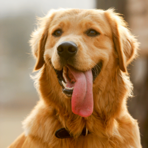 Melofeed voor dieren verwerkt in private label supplementen voor honden en paarden.